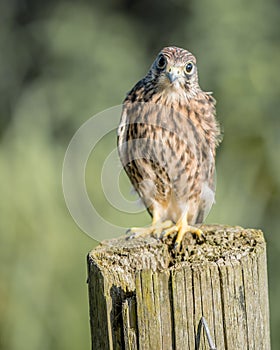 Vertical shallow focus closeup shot of a confused Kestrel bird standing on a wooden log