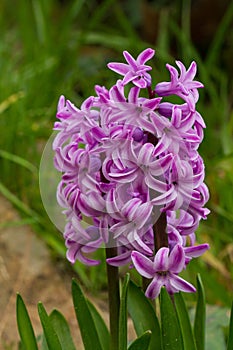 Vertical shallow focus closeup shot of a purple Hyacinth flower in the botanical garden of Barcelona