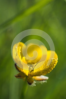 Vertical shallow focus closeup shot of a yellow buttercup flower in front of the green grass