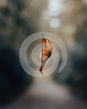 Vertical shallow focus of a dried autumn leaf falling in a park
