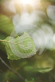 Vertical shallow focus of a gnawed green leaf on a tree branch