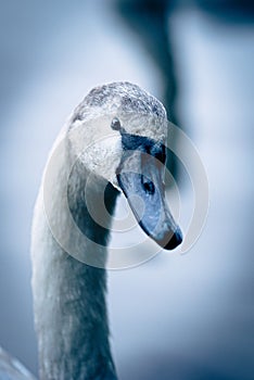 Vertical shallow focus portrait of a trumpeter swan (Cygnus buccinator)