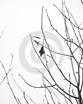 Vertical shallow focus shot of bare branches with several single leaves on it in foggy winter sky