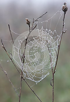 Vertical shallow focus shot of a spider web on plants on a beautiful rainy autumn day