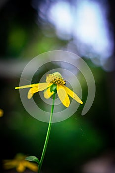 Vertical shallow focus shot of yellow Cutleaf coneflower on blur background