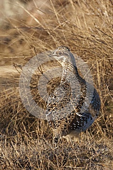 Vertical of a Sharp-Tailed Grouse, Tympanuchus phasianellus photo