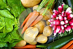 Vertical shoot of vegetables