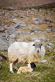 vertical shooting of sheep and breeding in mountainous environments. Free wildlife scene