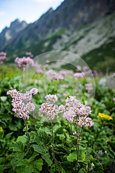 Vertikální záběr Adenostyles alliariae květina, velká zima, údolí, vysoké tatry, slovensko