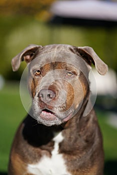 Vertical shot of adorable American Pit Bull Terrier dog with collar looking into camera on sunny day