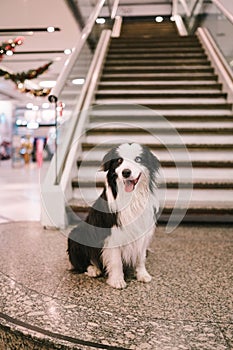 Vertical shot of an adorable border collie in a mall under the stairs