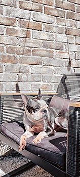 Vertical shot of an adorable French Bulldog resting on a patio swing against a brick wall