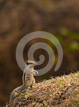 Vertical shot of an adorable small squirrel standing in the forest