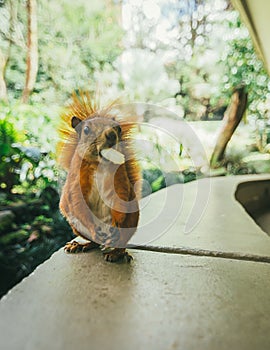 Vertical shot of an adorable squirrel eating a corn stick