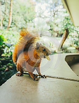 Vertical shot of an adorable squirrel eating a corn stick