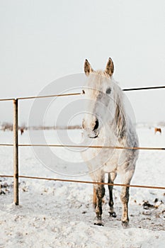 Vertical shot of an adorable white horse standing in the snow-covered field