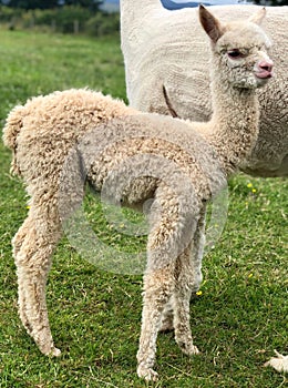 Vertical shot of adorable young white Huacaya alpaca in a green Irish farm