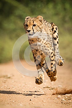 One adult cheetah chase with all legs off the ground in Kruger Park South Africa