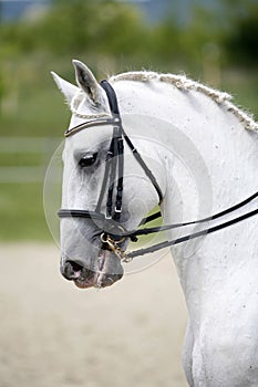 Vertical shot af a beautiful lipizzaner dressage horse