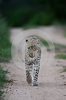 Vertical shot of an African leopard walking through a road in Kruger National Park, South Africa