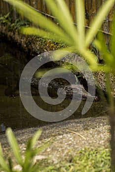 Vertical shot of an alligator in Ukumari Zoo, Risaralda, Colombia photo