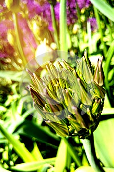 Vertical shot of an allium aflatunense bud under sunlight with blurred plants in the background