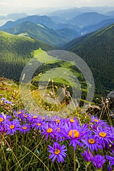 Vertical shot of alpine asters growing on hills covered in greenery in the countryside