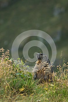 Vertical shot of an alpine marmot standing among green plants during daytime with blur background