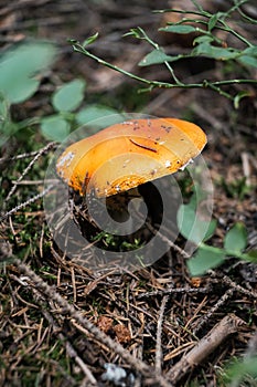 Vertical shot of an Amanita jacksonii mushroom in a forest at daytime