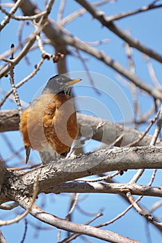 Vertical shot of an American robin perched on a tree under a blue sky