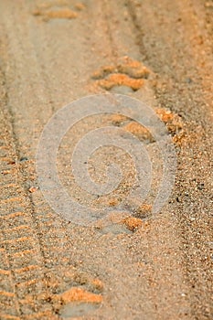 Vertical shot of animal pawprints in the sand