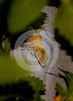 Vertical shot of an anolis cybotes behind plant leaves