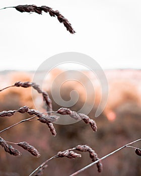 Vertical shot of Anthoxanthum odoratum in the sunset