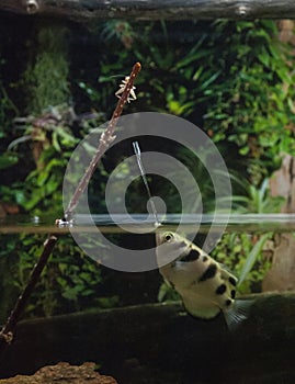 Vertical shot of an archerfish shooting a water stream at an insect