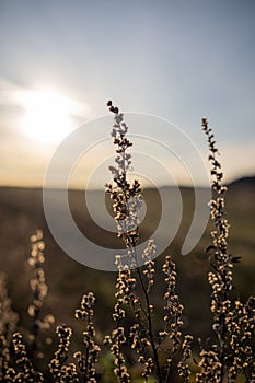 Vertical shot of Artemisia frigida plants at sunset photo