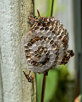 Vertical shot of Asian paper wasps walking around on their nest