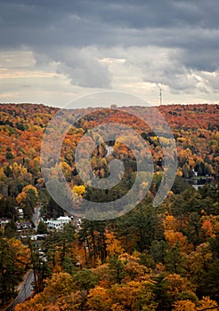 Vertical shot of the autumn colors at the Algonquin Provincial Park, Canada