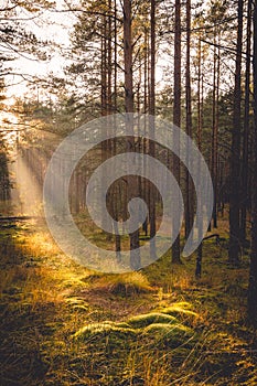 Vertical shot of an autumn park in Nowy Targ, Poland during sunset