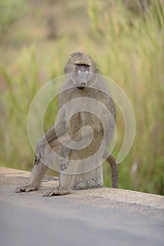 Vertical shot of a baboon sitting on a rock on the side of the road