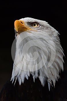 Vertical shot of a bald eagle isolated on a black background