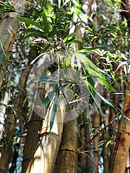 Vertical shot of Bambusa tree leaves in a forest