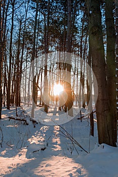 Vertical shot of bare trees in the forest in winter with the sun shining in the background