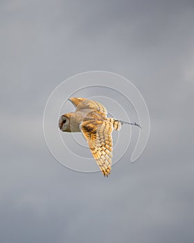 Vertical shot of a barn owl flying in the cloudy sky