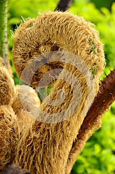 Vertical shot of a barometz (Cibotium barometz) tree fern