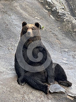 Vertical shot of a bear on the ground in Noboribetsu Bear Park