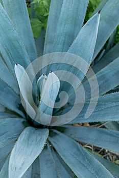 Vertical shot of a beautiful Agaves Tequila plants in Mexico in an agricultural field