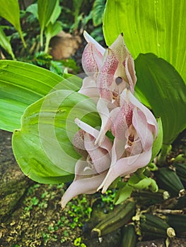 Vertical shot of beautiful Anguloa orchids or Tulip orchids blooming in a garden photo