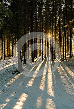 Vertical shot of a beautiful area in a forest with tall trees in winter and the shining sun