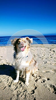 Vertical shot of a beautiful Australian Shepard dog on a shore