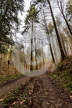 Vertical shot of a beautiful autumn forest in Baden-Wurtemberg, Germany